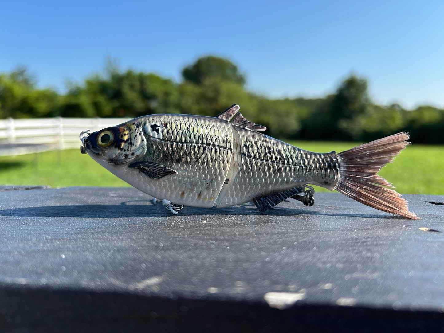 SP6 Gizzard Shad Pattern