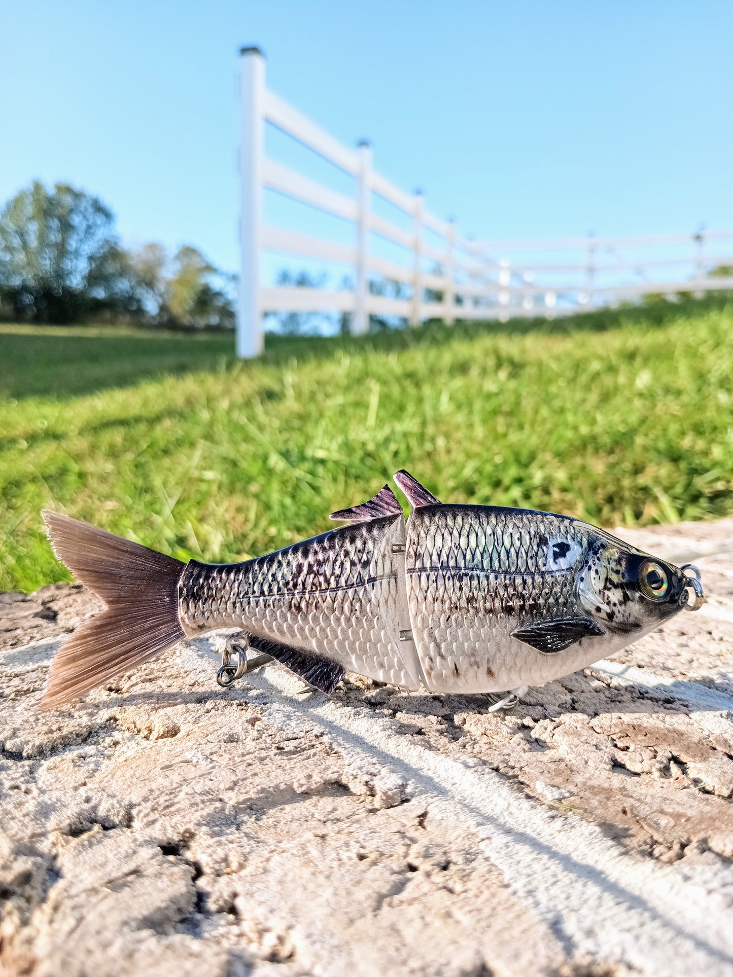 SP6 Gizzard Shad Pattern