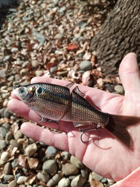 SP6 Threadfin Shad Pattern