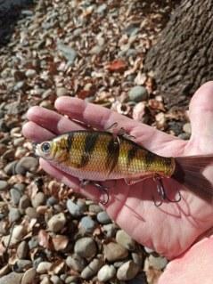 SP6 Perch Pattern