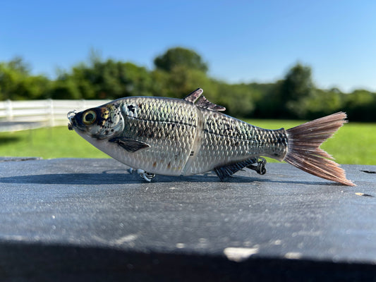 SP6 Gizzard Shad Pattern