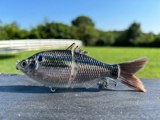 SP6 Threadfin Shad Pattern