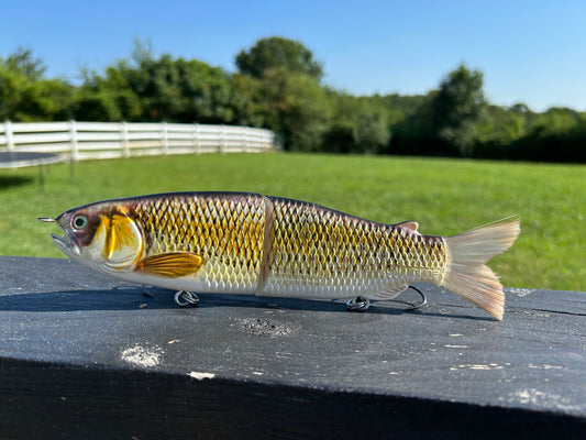 9" The Follow Golden Shiner Cali Glide Swimbait